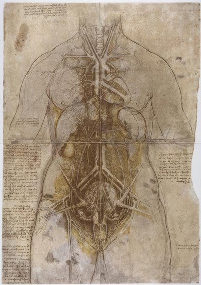 Anatomy Study by Leonardo da Vinci